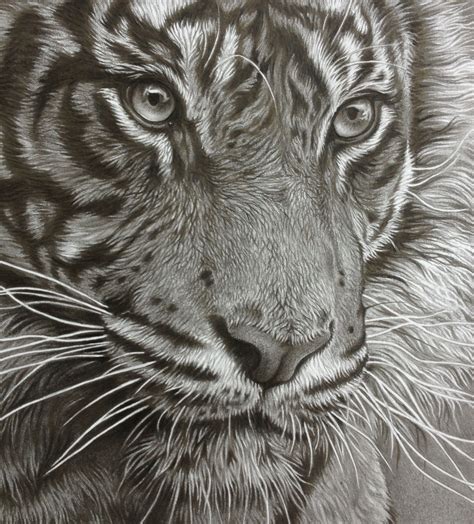 Hyperrealistic Tiger Sketch | ubicaciondepersonas.cdmx.gob.mx