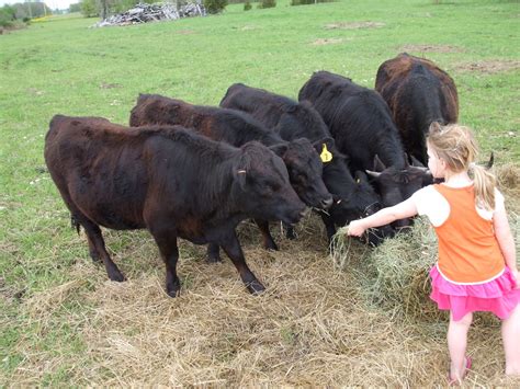 Cattle/Dexter Cattle | Lewis Family Farm