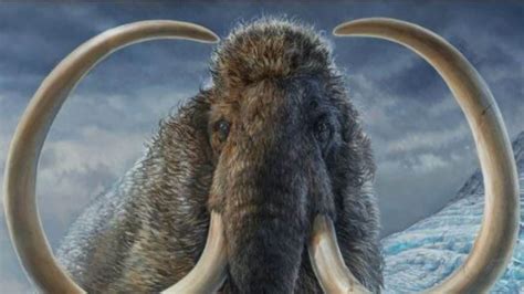 Woolly Mammoth From Ice Age Travelled Enough To Circle The Globe Twice