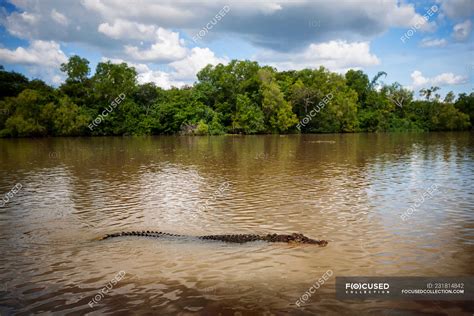 Saltwater Crocodile swimming in Adelaide River, North Territory ...