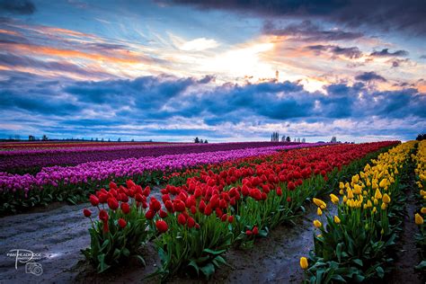 Skagit Valley Tulip Festival 2023 - Love La Conner Blog - Love La Conner