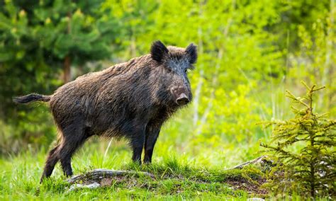 Wild Hogs in Florida: How Many Are There and Where Do They Live? - AZ ...