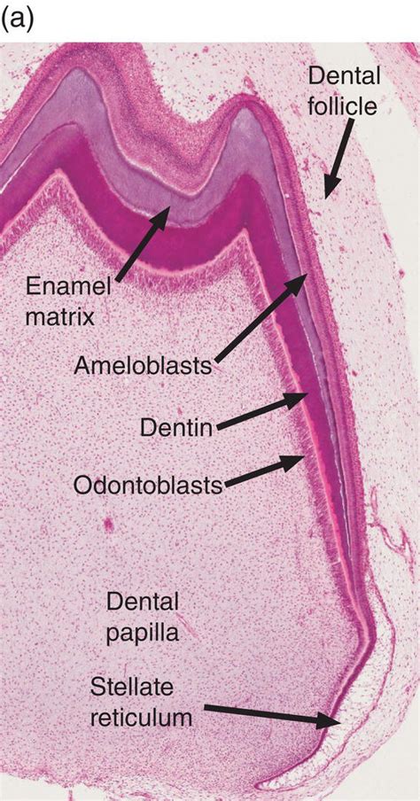 Enamel Histology