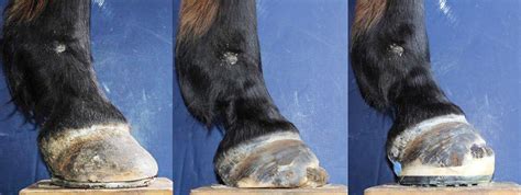 Rehabilitating the Foundered Horse: Case Study – The Horse