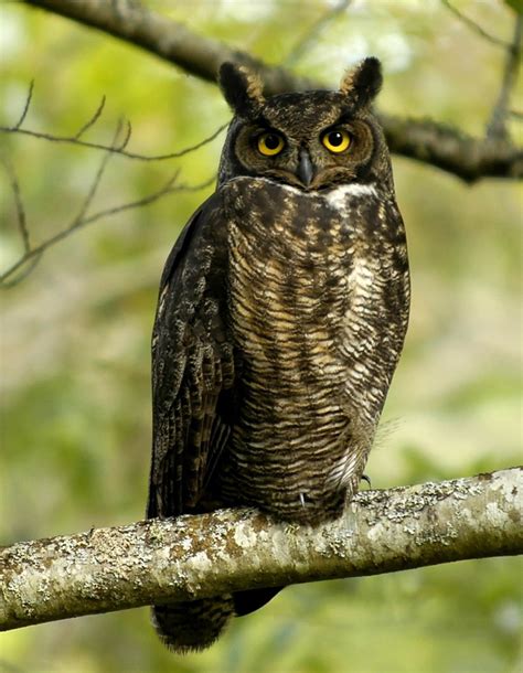 Everything You Wanted to Know About the Great Horned Owl - Owlcation