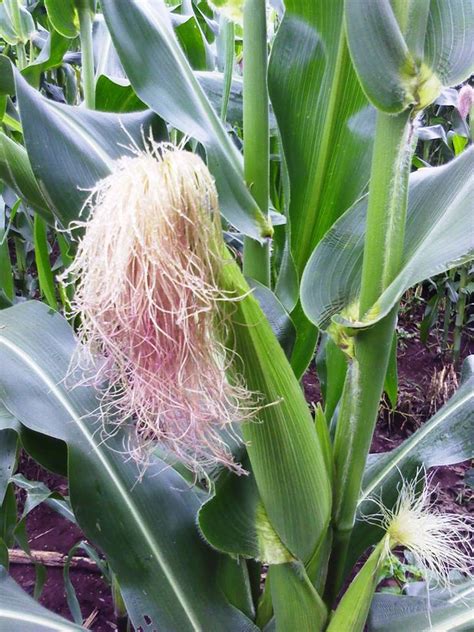 Make over Ksh 70, 000 from 1 acre green maize in Kenya ~ Agro ...