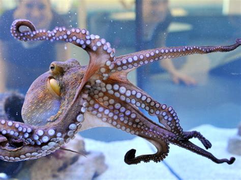 This octopus learned to use a camera faster than some humans | The ...