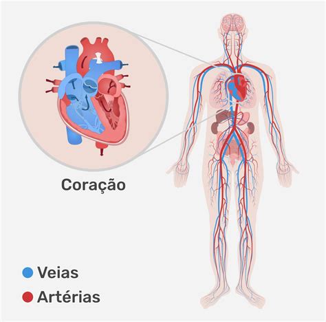 Sistema cardiovascular: funções, anatomia e doenças comuns - Tua Saúde