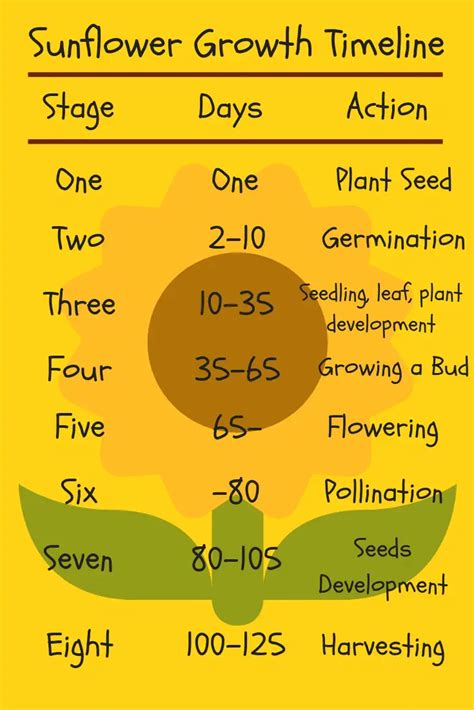 Sunflower Growth Timeline and Life Cycle - 8 Stages (With Pictures)