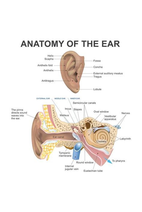 Buy Laminated Anatomy Of The Human Ear Diagram Chart Dry Erase Sign ...