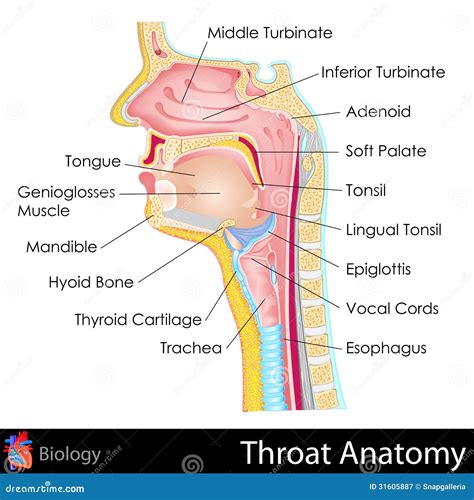 Throat Anatomy Royalty Free Stock Photography - Image: 31605887