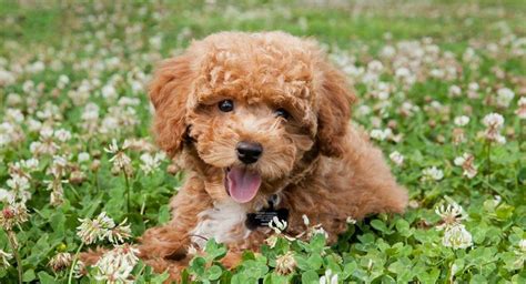 Bichon Poodle Mix - The Bich Poo Teddy Bear Puppy | Teddy bear puppies ...