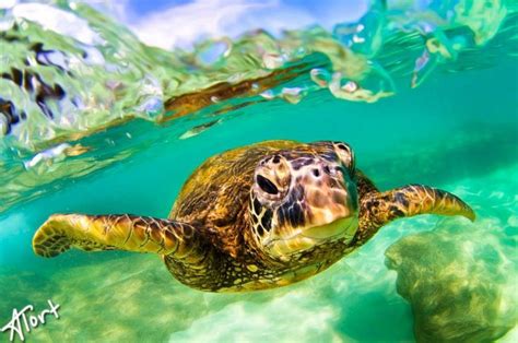 53 best images about Hawaii Wildlife on Pinterest | Oahu, Baby sea ...