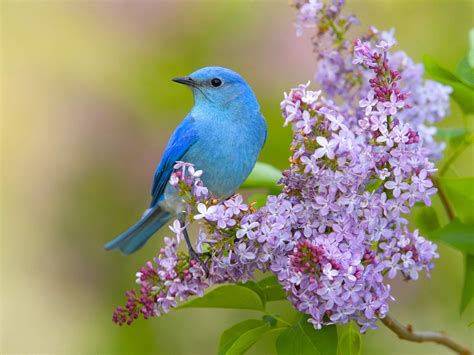 Spring Birds Flowers Wallpapers - Wallpaper Cave