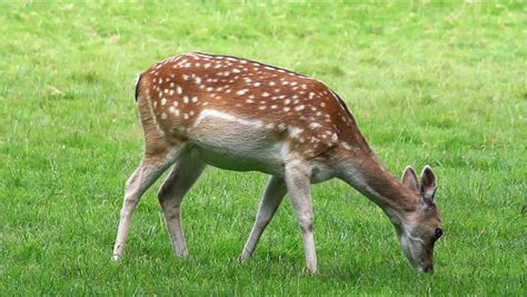 Close Up Of Young Fawn Deer Outisde Feeding On Fresh Grass Showing The ...