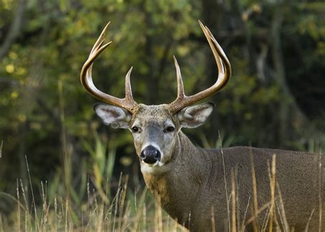 How Does Your Rack Measure Up? How to Score Deer Antlers - Safari Club ...