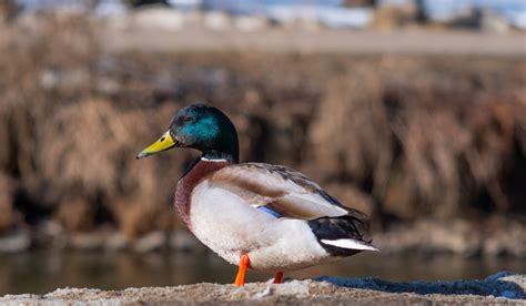 Colorful Duck Breeds - The Hip Chick