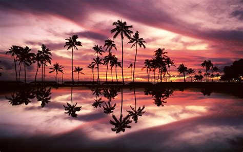 Beautiful sunset sky behind the palm trees by the ocean wallpaper ...