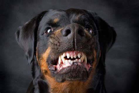 What Is A Rottweiler Bite Force For Kids