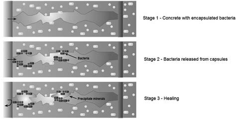 Bacteria-based self-healing in concrete. | Download Scientific Diagram