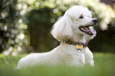 Poodle Dog Breed Profile