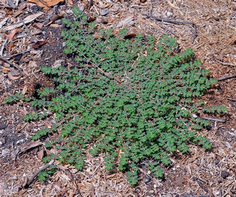 Texas Lawn Weed Identification Chart