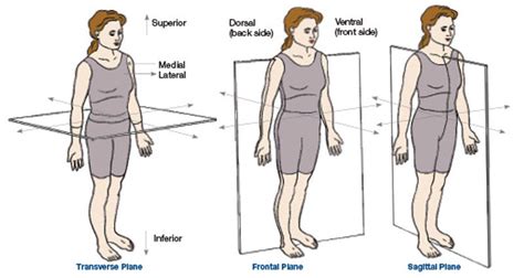 Sagittal Plane Movements