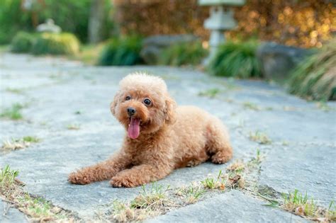 Toy Poodle: Dog Breed Characteristics & Care