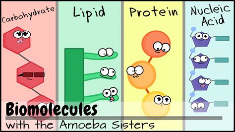 Biomolecules (Older Video 2016) - YouTube