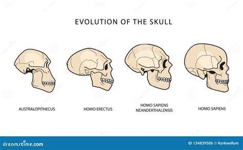 Human Evolution Timeline Skulls Clipart