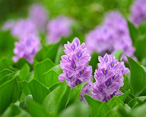 Water Hyacinth Pond