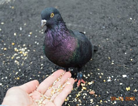 Pet Pigeon Care