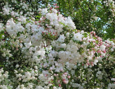 abundant white crabapple blossoms | not on your nelly | Flickr