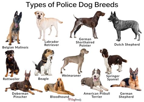 What Special Breed Of Dog Is Used By The Police