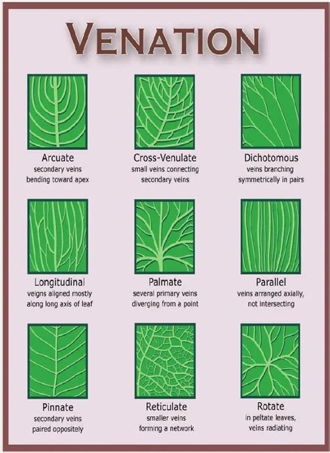 Leaf venation types | Plants, Botany, Trees to plant