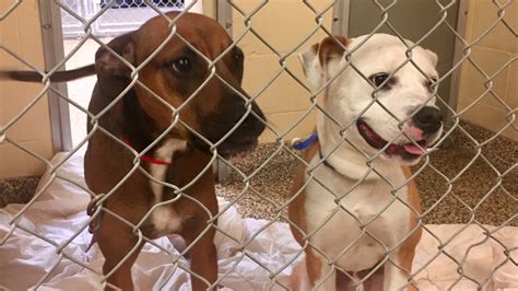 Humane Society of Tampa Bay offering reduced adoption fees for Black ...