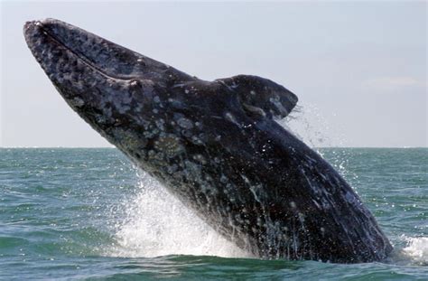 Gray Whale Facts, Size, Habitat, Behavior, Diet, Pictures