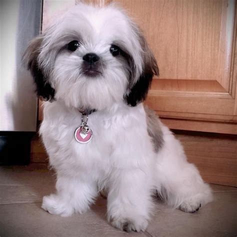 Shih Tzu Puppies Near Me - NEARSA