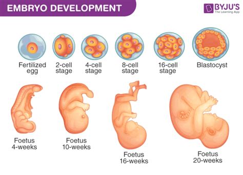 Seed Diagram Embryo Data Diagram Medis | Porn Sex Picture