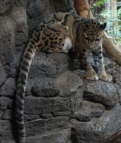 Clouded Leopard Information, Facts, Habitat, Adaptations, Baby, Pictures