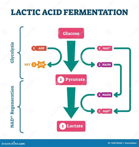 [DIAGRAM] Hyaluronic Acid Diagram - MYDIAGRAM.ONLINE