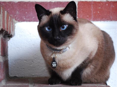 Beautiful blue-eyed Siamese cat wallpapers and images - wallpapers ...