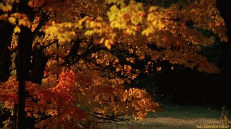 Autumn Mid Autumn GIF - Autumn MidAutumn HappyFall - Discover & Share GIFs