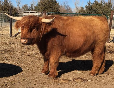 Heartland Highland Cattle Association - Red Colored Highlands