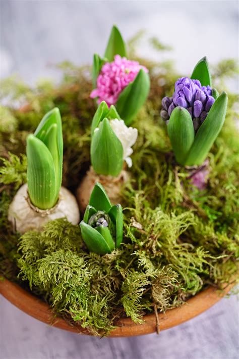 How To Force Hyacinth Bulbs Indoors - Town & Country Living