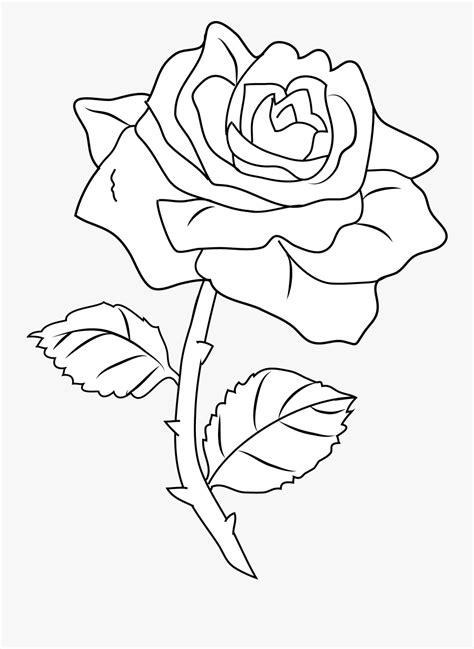 28 Collection Of Rose Clipart Black And White Transparent - White Rose ...