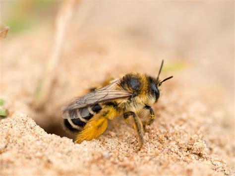 Ground Bee Control | Ground Bee Control Morris County NJ