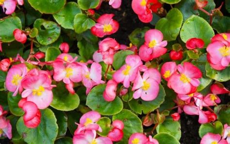 Wax Begonia Care (Begonia Semperflorens) - Smart Garden Guide