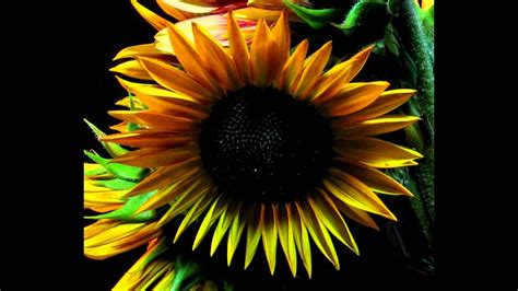 Sunflower Blooming Timelapse - YouTube