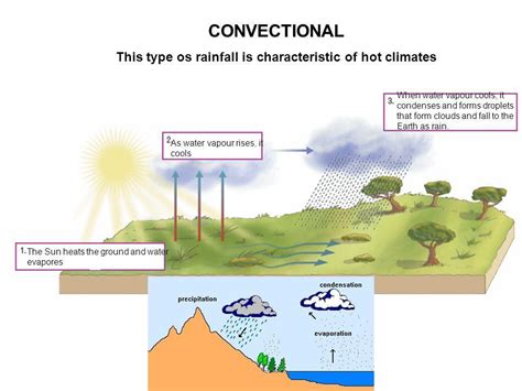 characteristics of convectional rainfall - Brainly.in